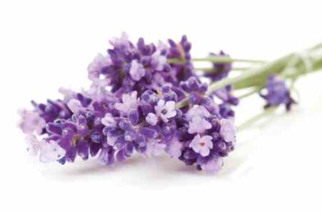 Scents and Sensibility: Herbal Essential Oils vs. Commercial Air Fresheners Image